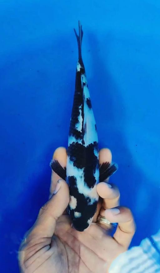 SHIRO UTSURI HITAM PEKAT CUAKEP FEMALE 22cm
