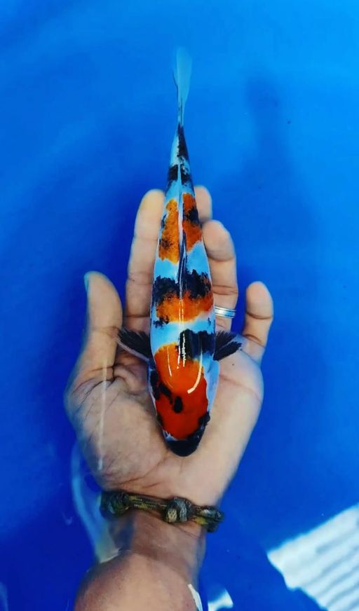 SHOWA SANSHOKU HITAM PEKAT CALON CUAKEP FEMALE 22cm
