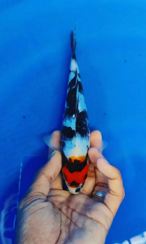 TANCHO SHOWA HITAM PEKAT CUAKEP MALE 20cm