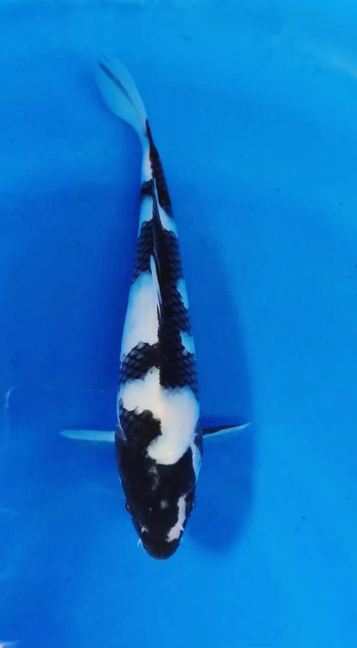 SHIRO UTSURI HITAM PEKAT TUELES FEMALE 23cm