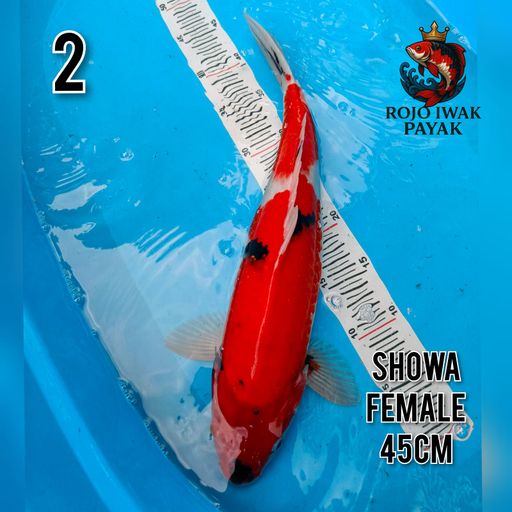 SHOWA 45cm
