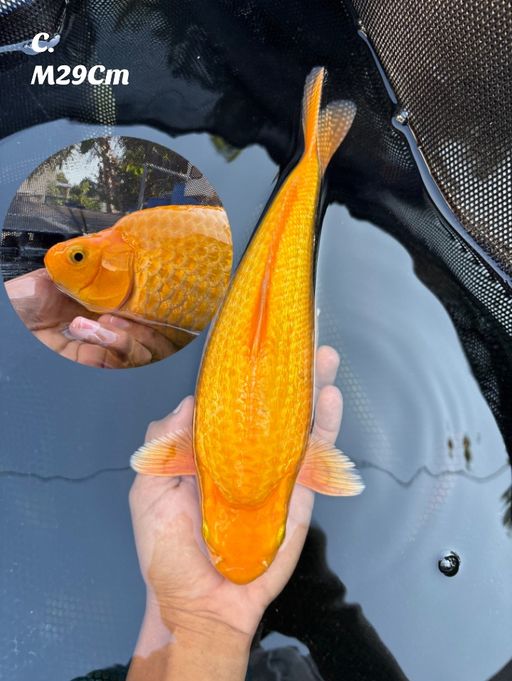 KARASI LEMON GINRIN OVERPUNUK BABYFACE MALE 29cm