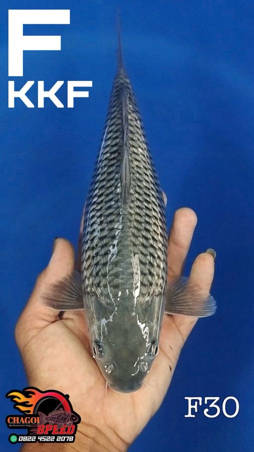 SORAGOI GINRIN KKF 30cm