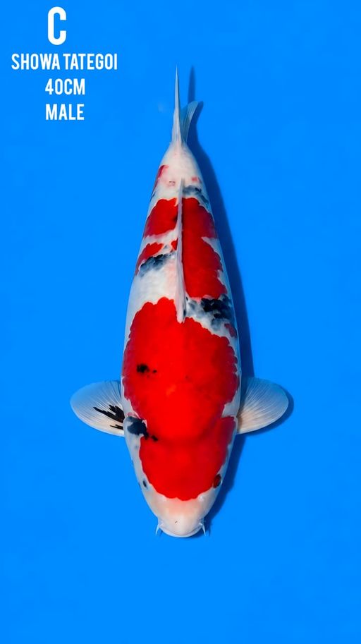 SHOWA TATEGOI QUALITY 40cm