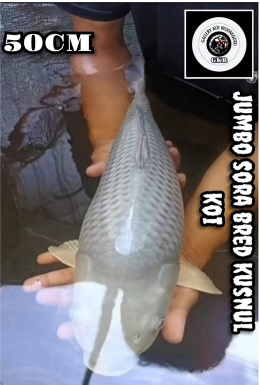 JUMBO SORA UNCHEK IKAN MASIH MUDA DAN CALON JUMBO ONGKIR PAKING 150RB NET SEJAWA BALI JANGAN DI BID KLO MERASA KEBERATAN DI ONGKIR 50cm