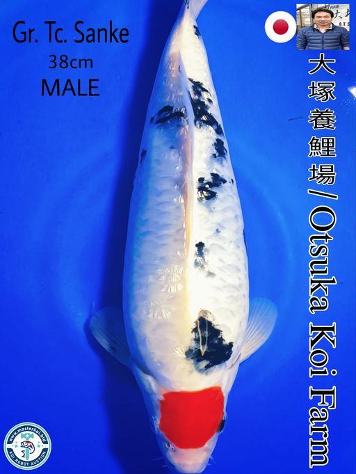 SUPERB HIGH QUALITY GINRIN TANCHO SANKE IMPORT FROM OTSUKA KOI FARM 38cm