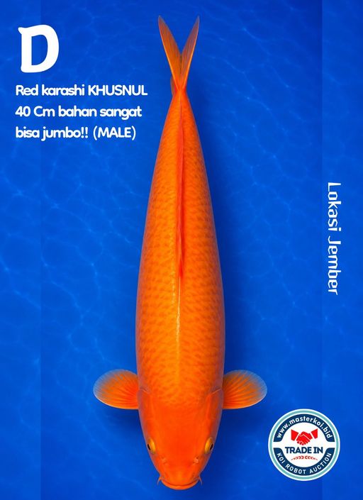 RED KARASHI KHUSNUL 40cm