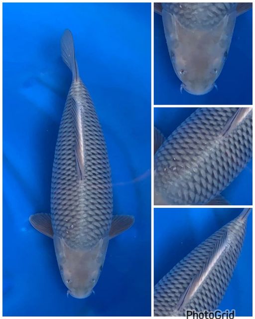 JUMBO TOSAI SORAGOI KKF UNCHEK 43cm