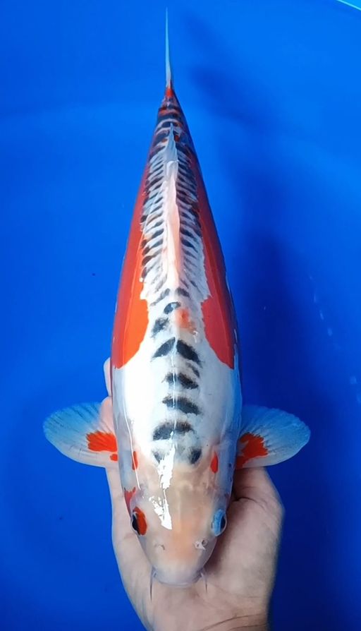 SHUSUI F1 YAMAJU 40cm