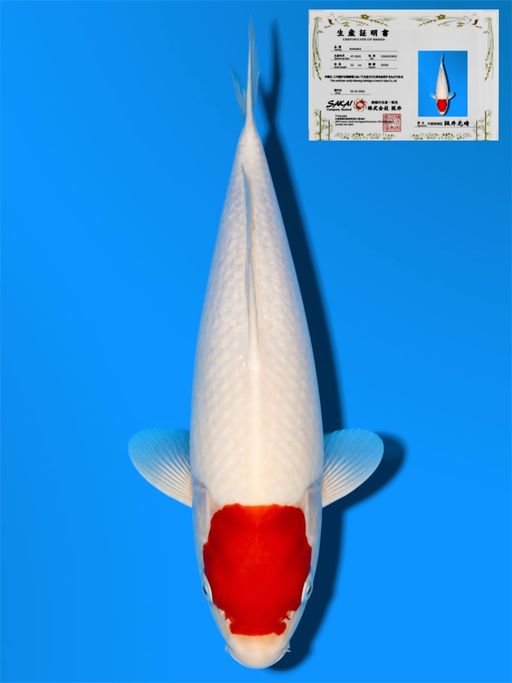 HQ TC KOHAKU SAKAI CO LTD KOI FARM 29cm
