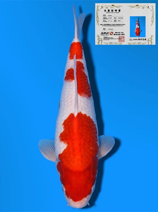 HQ SANDAN KOHAKU SAKAI CO LTD KOI FARM 28cm
