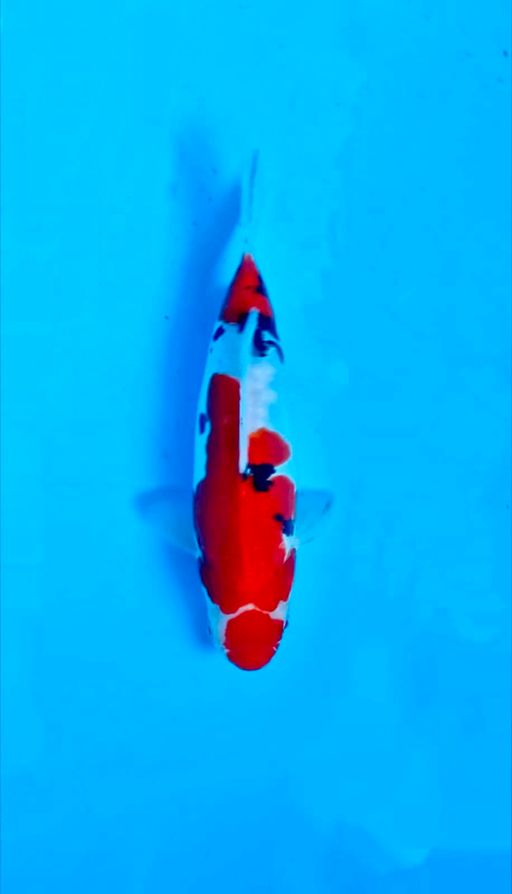 DOITSU SANKE 25cm