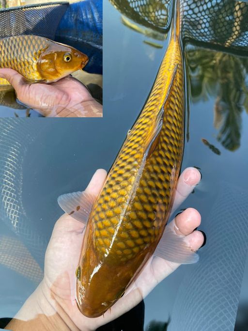 CAGOI 32cm