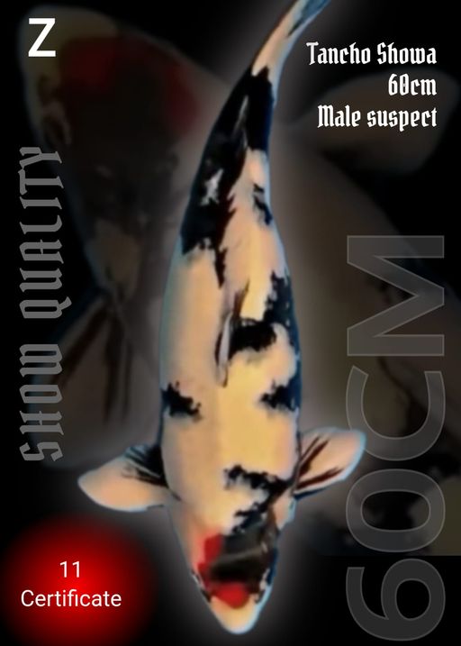 11 SERTIFIKAT JUARA TANCHO SHOWA 60cm