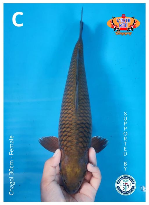 CHAGOI 30cm
