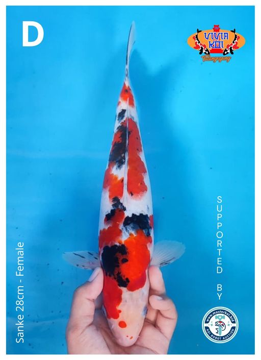 SANKE 28cm