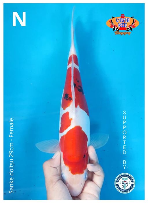 SANKE DOITSU 29cm