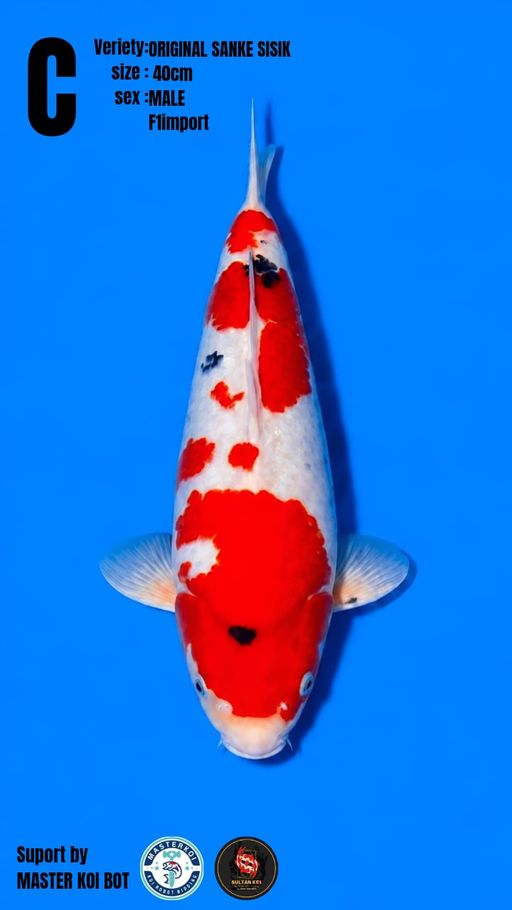 ORIGINAL SANKE SISIK BODY NYA BAGUS PROFOSIONAL KEPALA BABY FACE POLA ORIGINAL PANGKAL EKOR BESAR IKAN MASIH MUDA CALON JUMBO 40cm