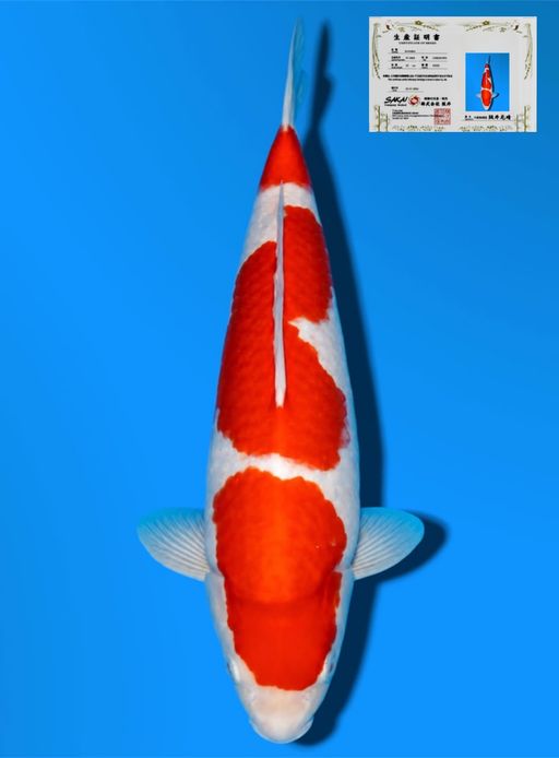 HQ SANDAN KOHAKU SAKAI CO LTD KOI FARM 32cm