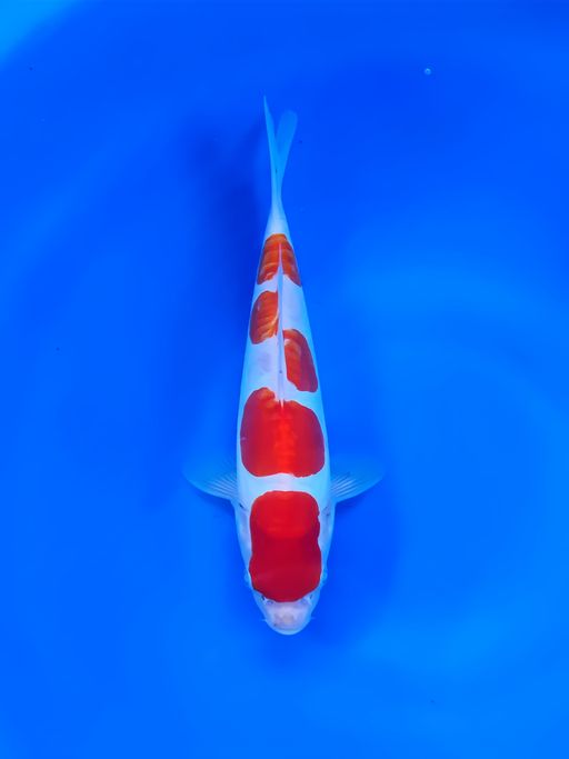 KOHAKU DOITSU CAKEP SEKALI CUT 3 MINGGU SUDAH SANGAT TAMPAN GAGAH DAN RUPAWAN YA 26cm