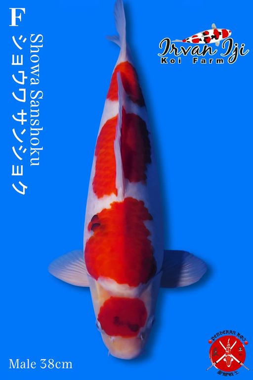 SHOWA IRVAN IJI TATEGOI HIGH QUALITY BERPUNUK 38cm
