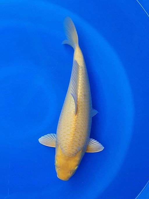 KARASI LEMONBULKY PUNUK 40cm