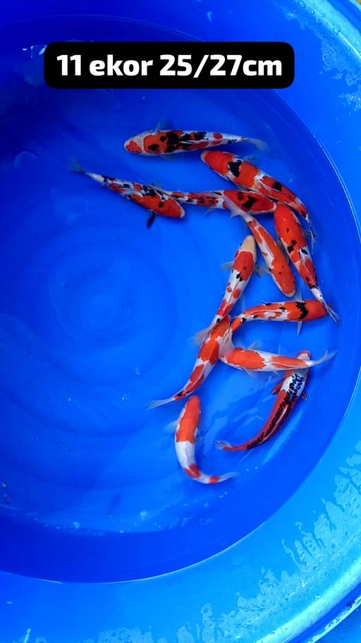 MIX 13 EKOR JOS JIS ONGKIR PACK 150RB NET SE JAWA BALI JANGAN DI BID KLO MERASA KEBERATAN DI ONGKIR 232527cm