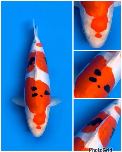 SANKE DOITSU MURNI KUALITAS UNCHEK 32cm