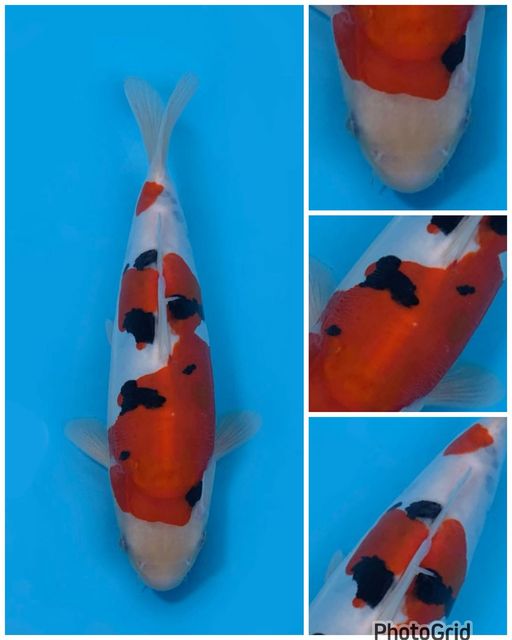 SANKE DOITSU MURNI MALE 29cm