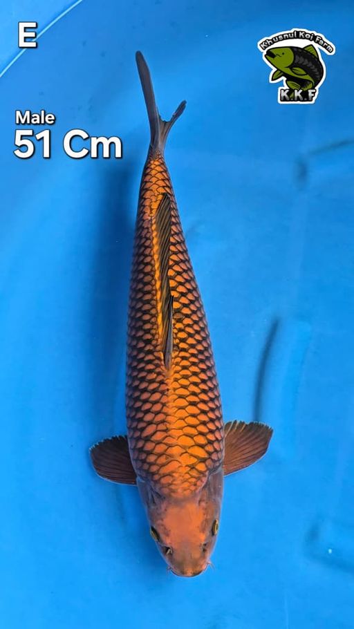 CHAGOI TEMBAGA 51cm