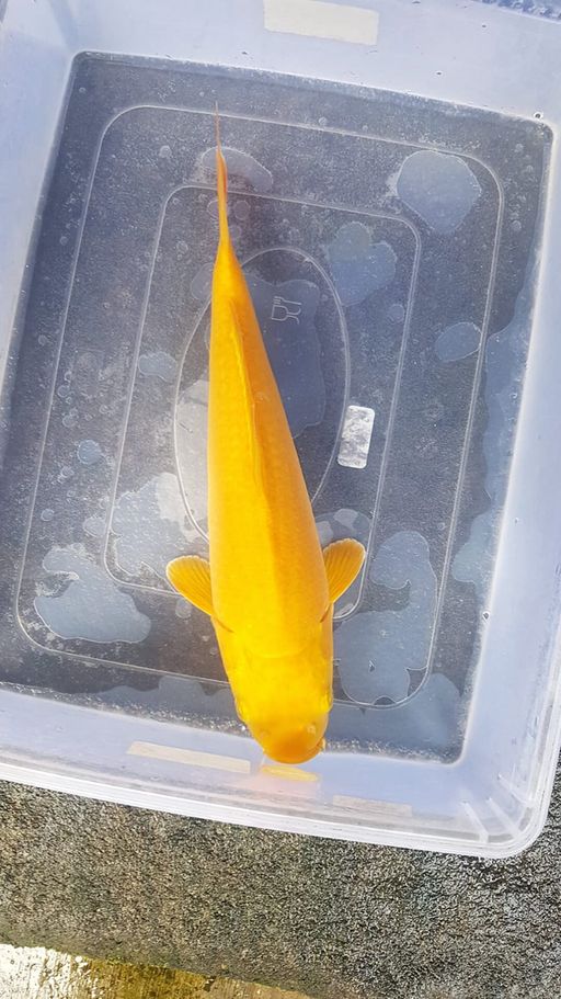 KARASI LEMON BABY FACE MUNUK MATA MERAH 30cm