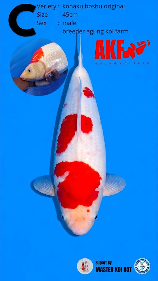 KOHAKU BOSHU 45cm