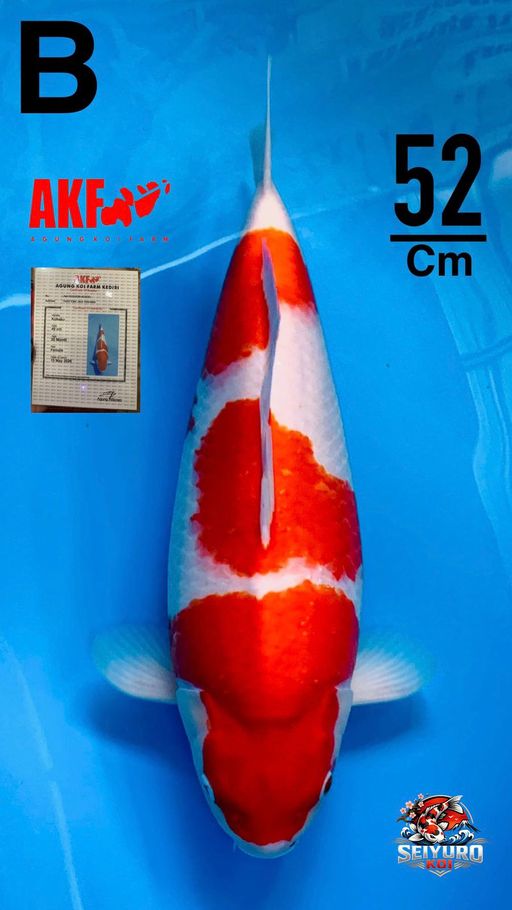 SQ SPESIAL TOP KOHAKU 3 STAP BY AKF SERTIFIKAT ADA MERAH PEKAT QUALITY SKIN HALUS PATTERN BAGUS IKANBULKY BERPUNUK TINGGI JOSS TOP GAS BOSKU52cm