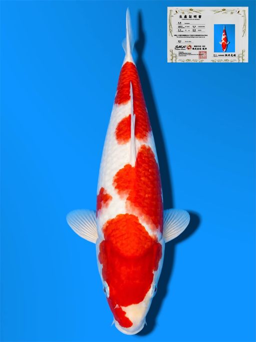 HQ SANDAN KOHAKU SAKAI CO LTD KOI FARM 27cm