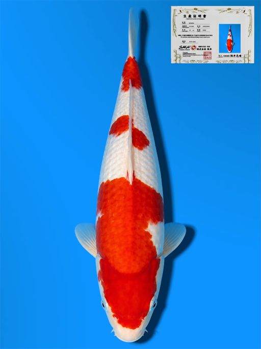 HQ KOHAKU SAKAI CO LTD KOI FARM 29cm