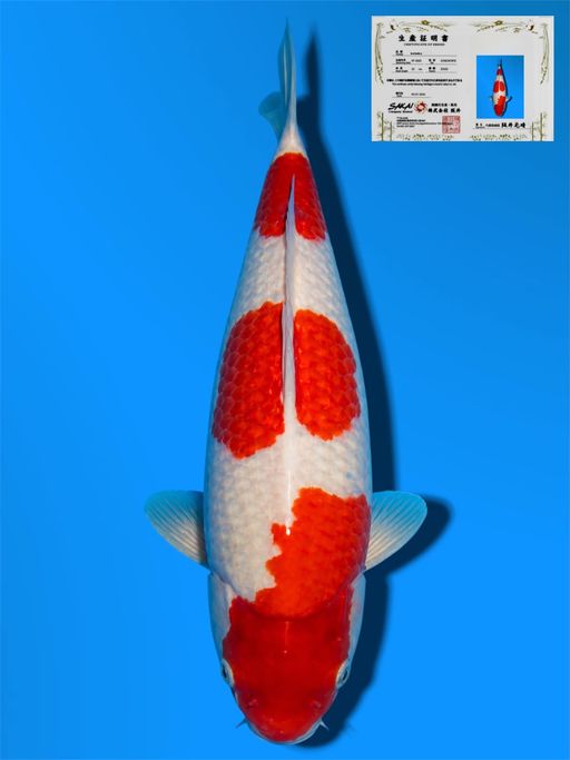HQ KOHAKU SAKAI CO LTD KOI FARM 28cm