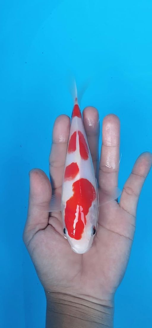 KOHAKU 18cm