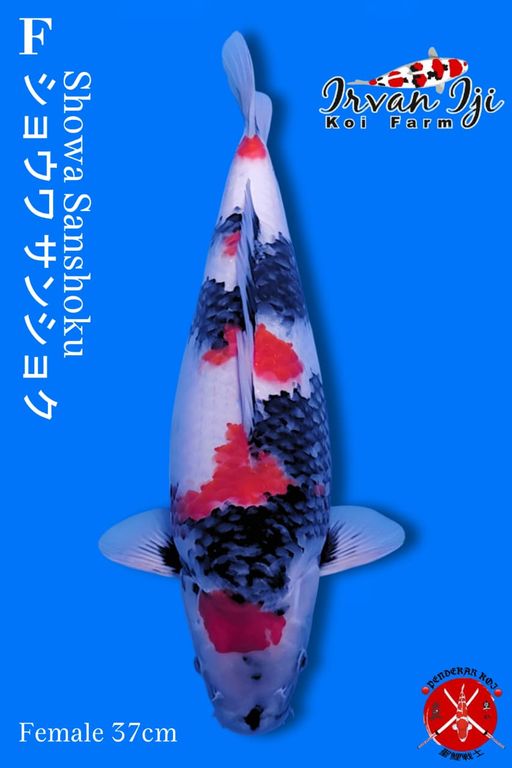 SHOWA IRVAN IJI TATEGOI GOOD PATERN 37cm