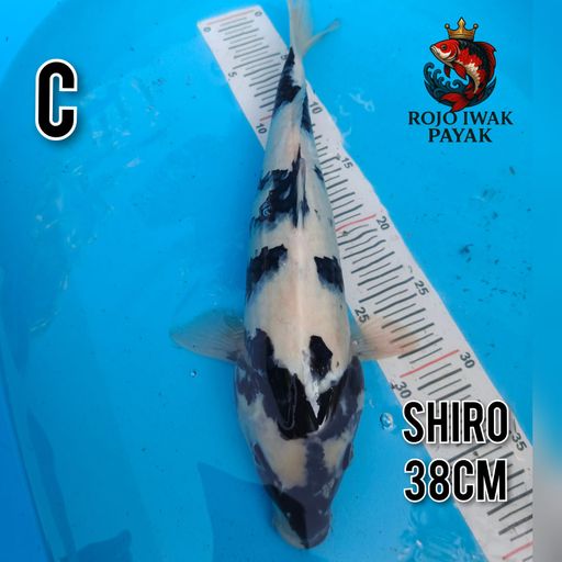 SHIRO 38cm