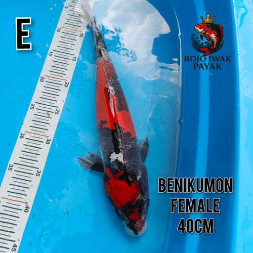 BENIKUMON STRONG 40cm