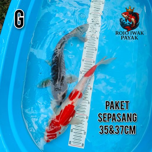 PAKET SEPASANG KOHAKU ARAGOKE 35 37cm