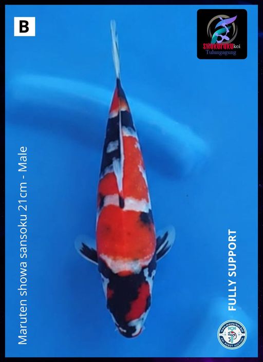 MARUTEN SHOWA SANSOKU 21cm