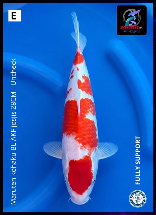 MARUTEN KOHAKU BL AKF JOSJIS 28cm
