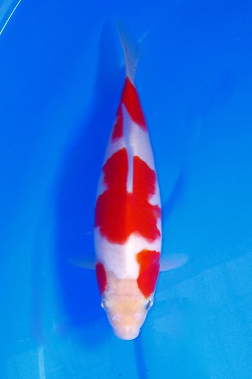 KOHAKU BLODLINE AKF POLA ORI UNCHEK 20cm