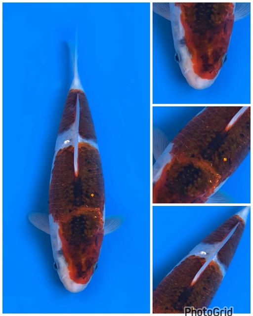 KOROMO MALE 26cm