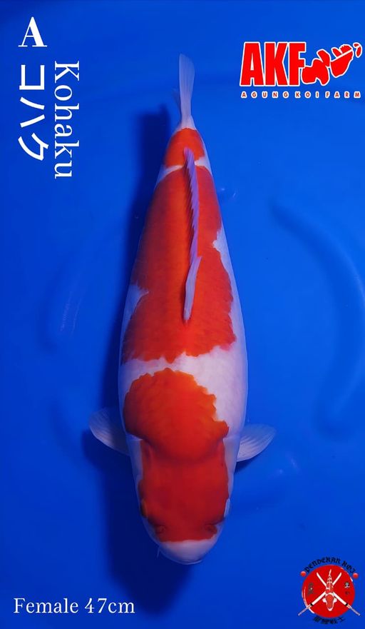 KOHAKU AKF BODYBULKY BERPUNUK 47cm