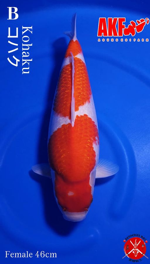 KOHAKU AKF GINDRIN BODYBULKY 46cm