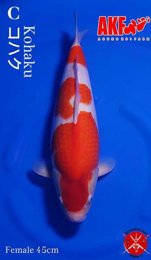 KOHAKU AKF HQ 45cm