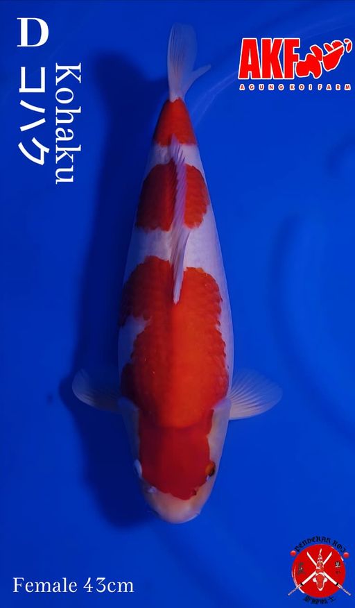 KOHAKU AKF HQ 43cm