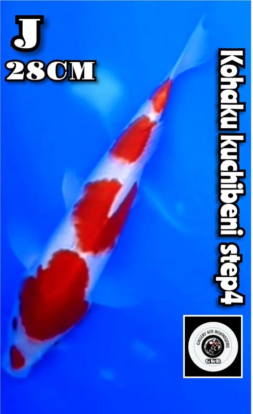 4STEP KUCHIBENI MEWAH ISTIMEWA LOKASI IKAN GKB GALLERY KOI BOJONEGORO ONGKIR PACK 150RB NET JANGAN BID KLO MERASA KEBERATAN 28cm